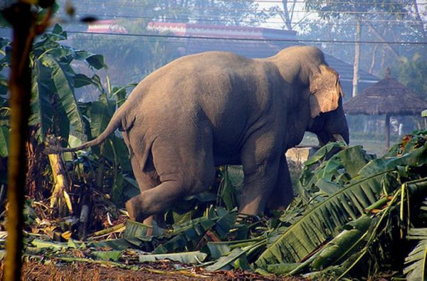 झापामा जङ्गली हात्तीको आक्रमणबाट दुई जनाको मृत्यु